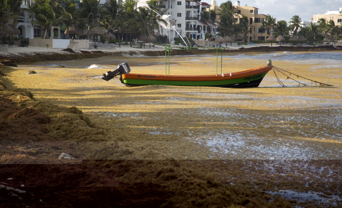 A boat floats on the water, surrounded by sargassum, a seaweed-like algae